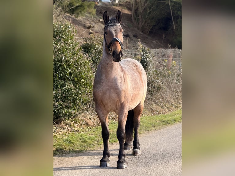 Sangue Caldo Pesante / Meso-brachimorfo Castrone 5 Anni 160 cm Grigio rossastro in Neustadt (Hessen)