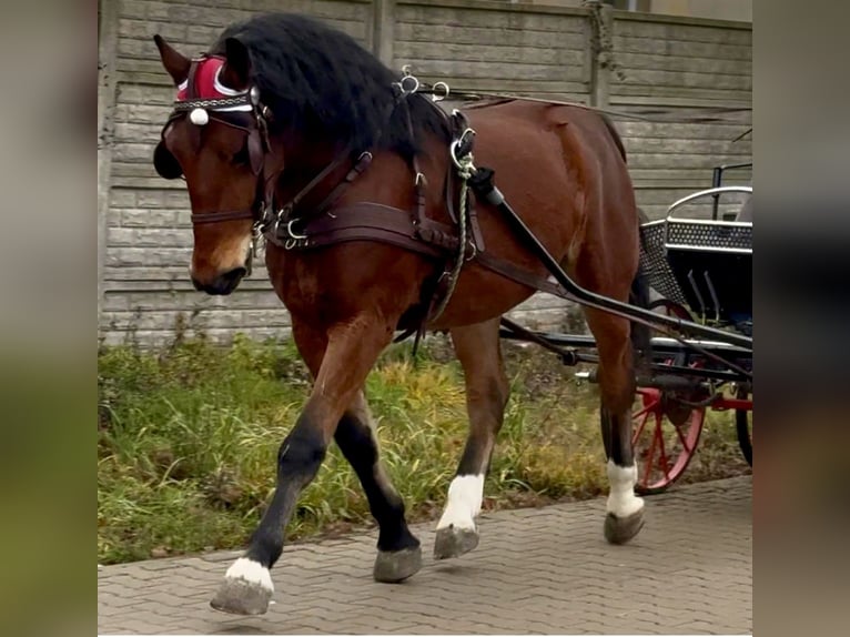 Sangue Caldo Pesante / Meso-brachimorfo Castrone 5 Anni 165 cm Baio in Petershagen Sangue Caldo Pesante / Meso-brachimorfo Castrone 5 Anni 165 cm Baio in Petershagen