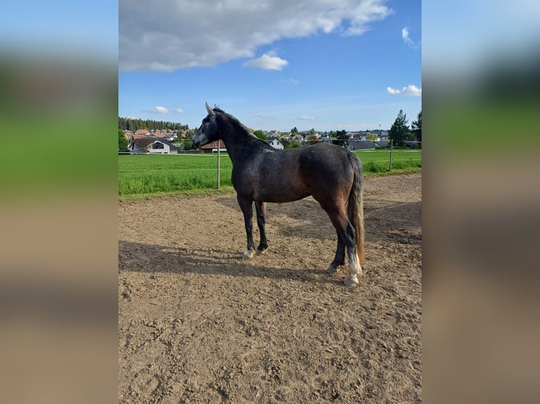 Sangue Caldo Pesante / Meso-brachimorfo Castrone 5 Anni 168 cm Leardo in Ottenschlag