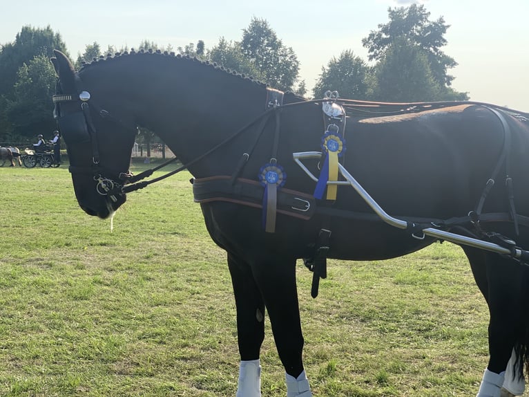 Sangue Caldo Pesante / Meso-brachimorfo Castrone 5 Anni 170 cm Morello in Schorfheide