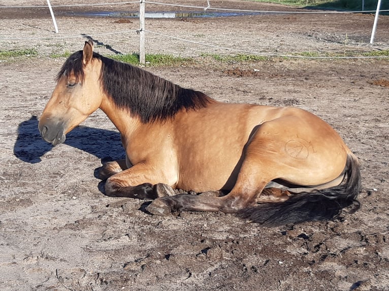 Sangue Caldo Pesante / Meso-brachimorfo Castrone 6 Anni 156 cm Falbo in Neustadt am Rübenberge