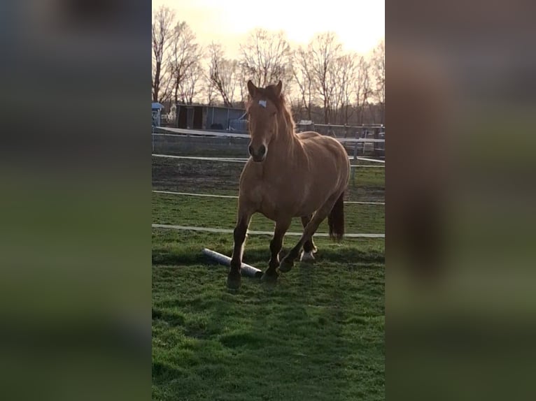 Sangue Caldo Pesante / Meso-brachimorfo Castrone 6 Anni 156 cm Falbo in Neustadt am Rübenberge