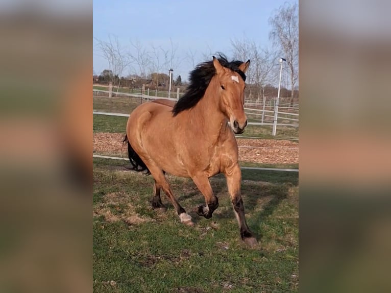 Sangue Caldo Pesante / Meso-brachimorfo Castrone 6 Anni 156 cm Falbo in Neustadt am Rübenberge