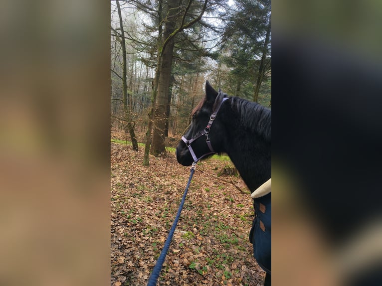 Sangue Caldo Pesante / Meso-brachimorfo Castrone 6 Anni 156 cm Morello in Südbrookmerland Victorbur