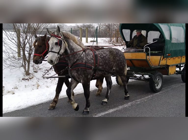 Sangue Caldo Pesante / Meso-brachimorfo Castrone 6 Anni 165 cm Grigio pezzato in Kamenz