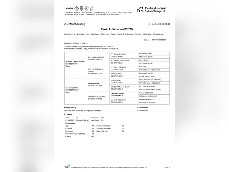 Sangue Caldo Pesante / Meso-brachimorfo Castrone 6 Anni 176 cm Morello in Rittersdorf
