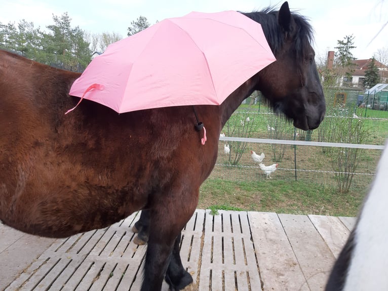 Sangue Caldo Pesante / Meso-brachimorfo Castrone 7 Anni 160 cm Morello in Udestedt