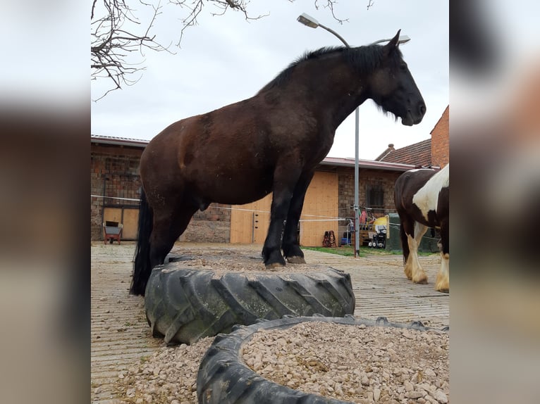 Sangue Caldo Pesante / Meso-brachimorfo Castrone 7 Anni 160 cm Morello in Udestedt