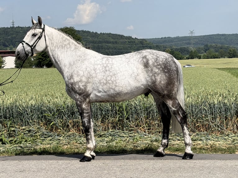 Sangue Caldo Pesante / Meso-brachimorfo Castrone 7 Anni 167 cm Grigio pezzato in Riedlingen