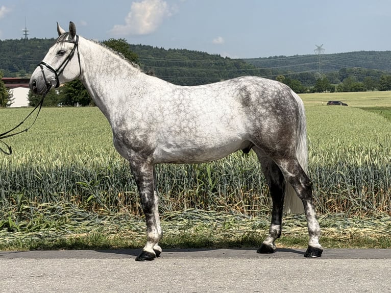 Sangue Caldo Pesante / Meso-brachimorfo Castrone 7 Anni 167 cm Grigio pezzato in Riedlingen