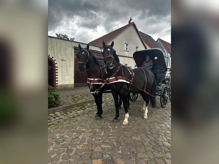 Sangue Caldo Pesante / Meso-brachimorfo Castrone 7 Anni 170 cm Baio nero in Thie&#xDF;en