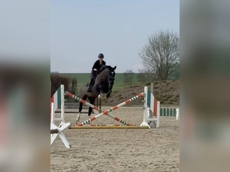 Sangue Caldo Pesante / Meso-brachimorfo Castrone 8 Anni 163 cm Morello in Penig