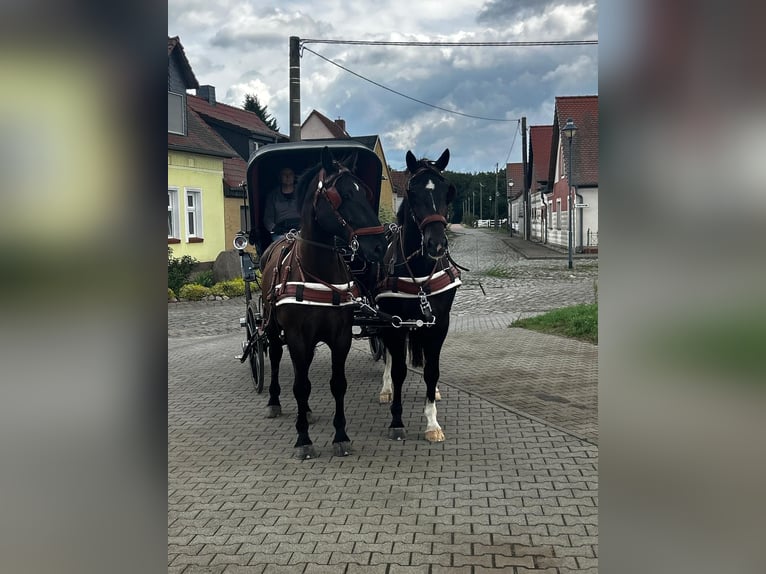 Sangue Caldo Pesante / Meso-brachimorfo Castrone 8 Anni 170 cm Baio nero in Thießen