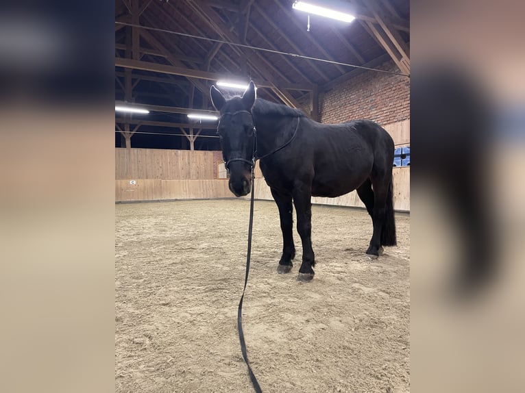 Sangue Caldo Pesante / Meso-brachimorfo Castrone 9 Anni 162 cm Baio nero in Triftern