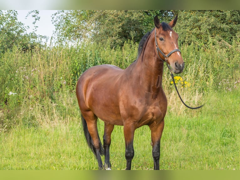 Sangue Caldo Pesante / Meso-brachimorfo Castrone 9 Anni 174 cm Baio in Hessisch Lichtenau