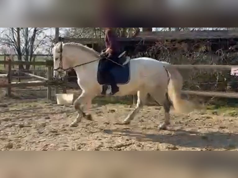 Sangue Caldo Pesante / Meso-brachimorfo Mix Giumenta 10 Anni 152 cm Grigio in Mönchengladbach