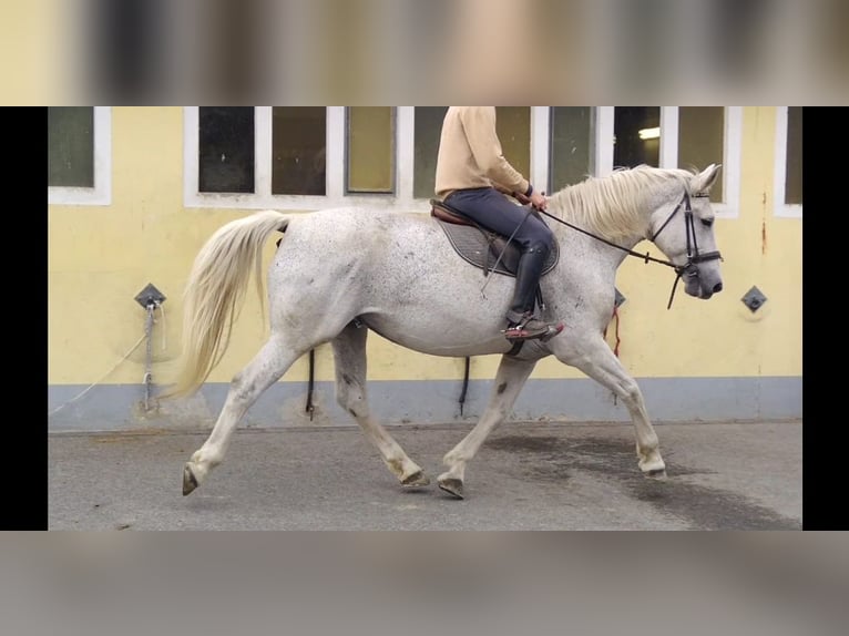 Sangue Caldo Pesante / Meso-brachimorfo Giumenta 10 Anni 167 cm  in Kamenz