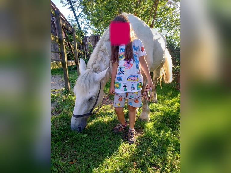 Sangue Caldo Pesante / Meso-brachimorfo Giumenta 11 Anni Grigio in Willisau