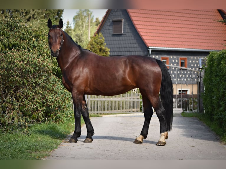 Sangue Caldo Pesante / Meso-brachimorfo Giumenta 13 Anni 165 cm Baio in Kottmar