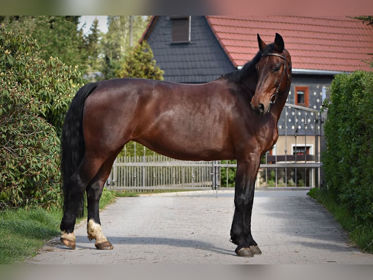 Sangue Caldo Pesante / Meso-brachimorfo Giumenta 13 Anni 165 cm Baio in Kottmar
