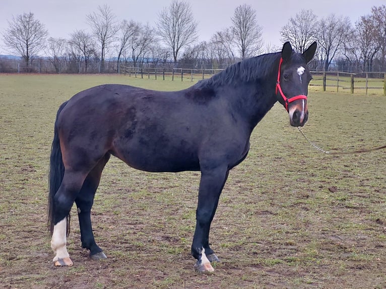 Sangue Caldo Pesante / Meso-brachimorfo Giumenta 14 Anni 174 cm Baio nero in Erding