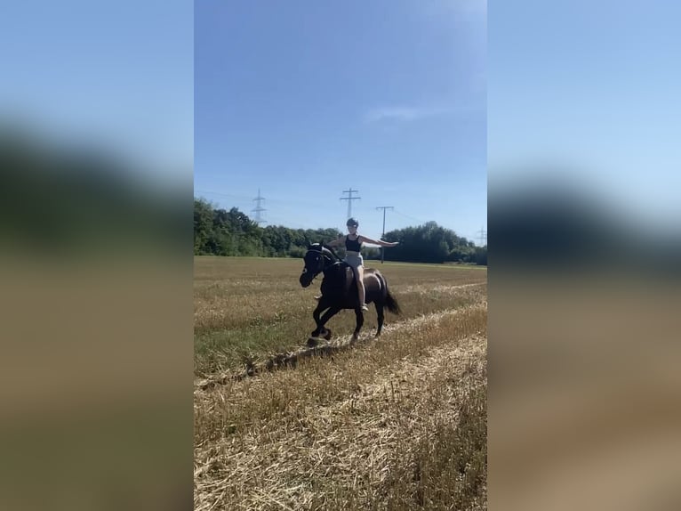 Sangue Caldo Pesante / Meso-brachimorfo Giumenta 16 Anni 160 cm Baio nero in Wettenberg