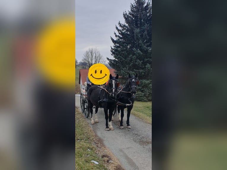 Sangue Caldo Pesante / Meso-brachimorfo Giumenta 17 Anni 164 cm Morello in Würzburg