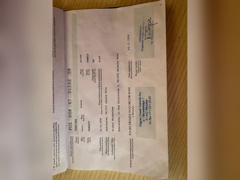 Sangue Caldo Pesante / Meso-brachimorfo Giumenta 18 Anni 160 cm Baio nero in Bietigheim-BissingenBietigheim-Bissingen