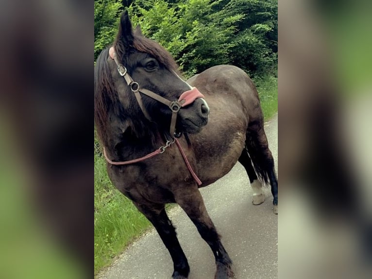 Sangue Caldo Pesante / Meso-brachimorfo Giumenta 22 Anni Morello in ÜxheimÜxheim