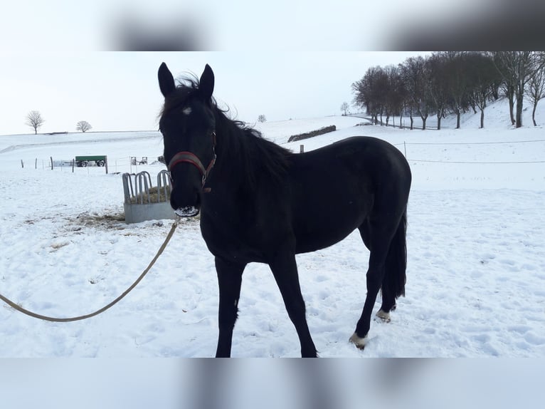 Sangue Caldo Pesante / Meso-brachimorfo Giumenta 3 Anni 156 cm Morello in Panschwitz-Kuckau