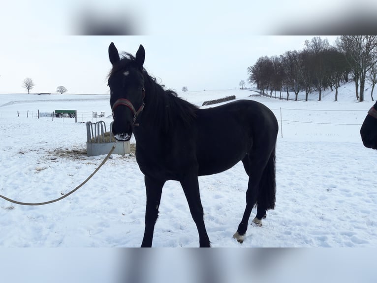 Sangue Caldo Pesante / Meso-brachimorfo Giumenta 3 Anni 156 cm Morello in Panschwitz-Kuckau