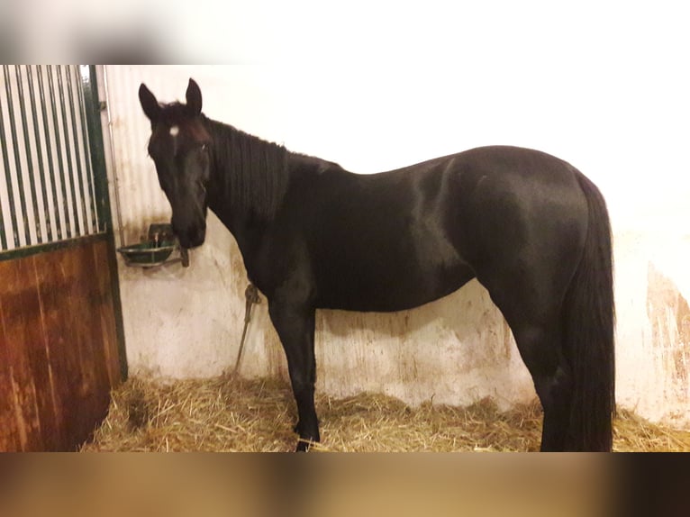 Sangue Caldo Pesante / Meso-brachimorfo Giumenta 3 Anni 157 cm Morello in Panschwitz-Kuckau