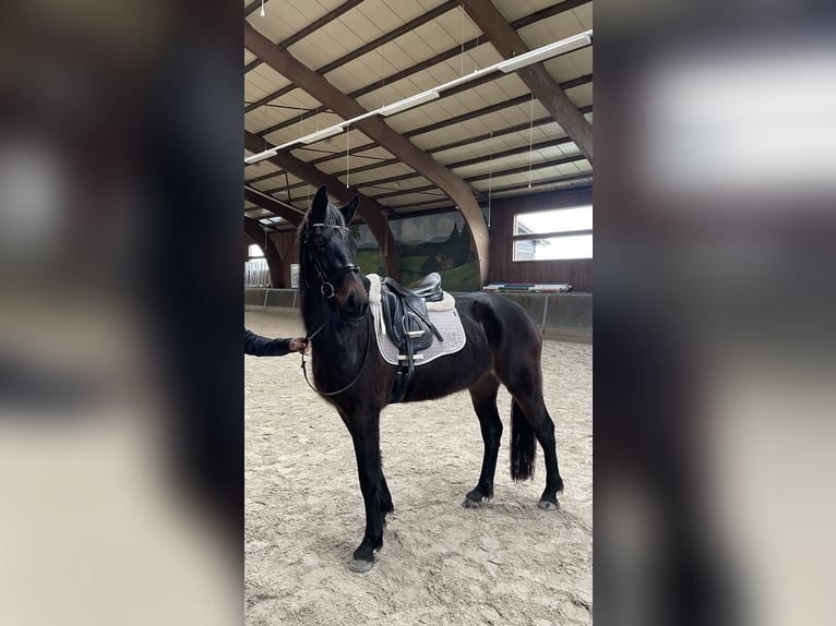 Sangue Caldo Pesante / Meso-brachimorfo Giumenta 3 Anni 165 cm Baio scuro in Oberzent