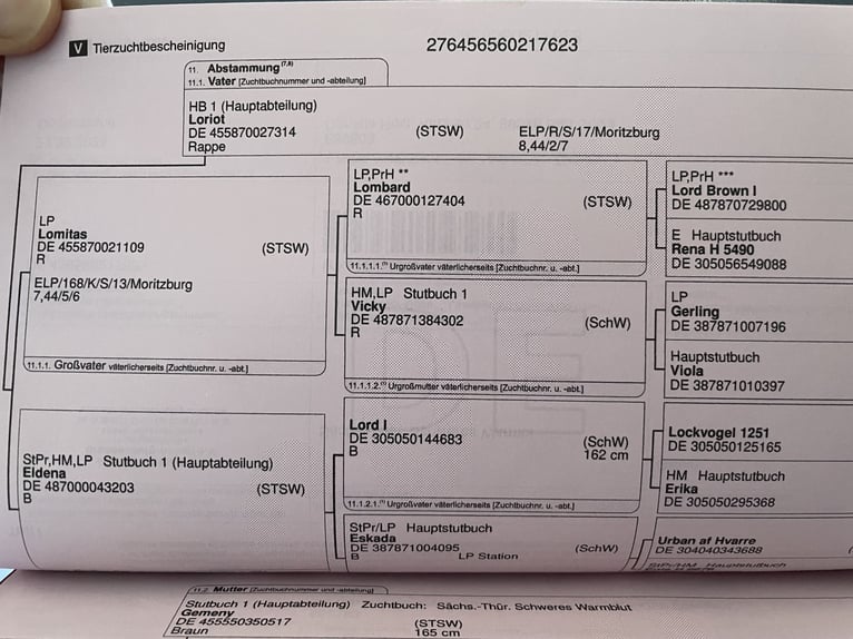 Sangue Caldo Pesante / Meso-brachimorfo Giumenta 3 Anni 165 cm Baio scuro in Oberzent