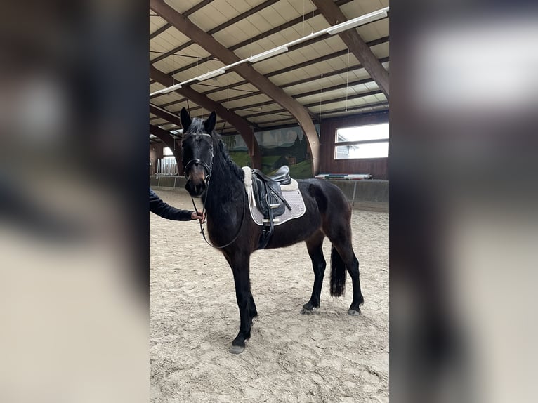 Sangue Caldo Pesante / Meso-brachimorfo Giumenta 3 Anni 165 cm Baio scuro in Oberzent