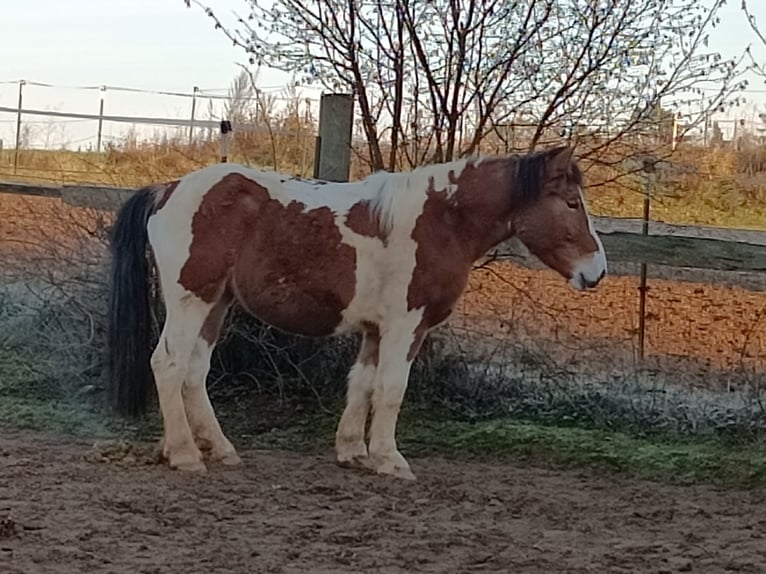 Sangue Caldo Pesante / Meso-brachimorfo Giumenta 4 Anni 147 cm Pezzato in Kasendorf