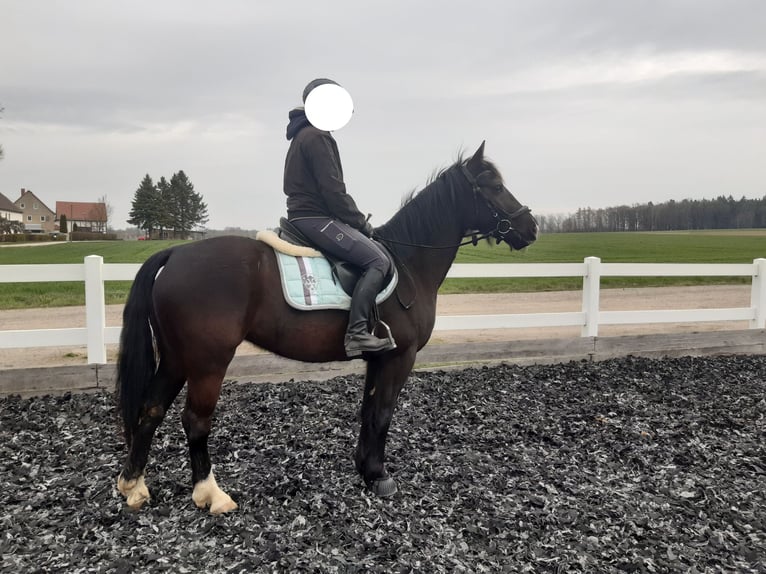 Sangue Caldo Pesante / Meso-brachimorfo Giumenta 4 Anni 154 cm Baio nero in Löbau