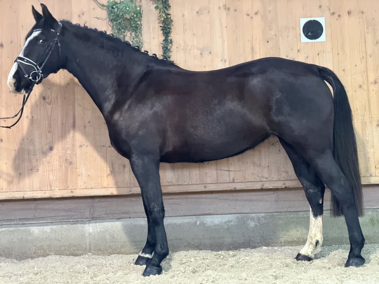 Sangue Caldo Pesante / Meso-brachimorfo Giumenta 4 Anni 165 cm Morello in Riedlingen