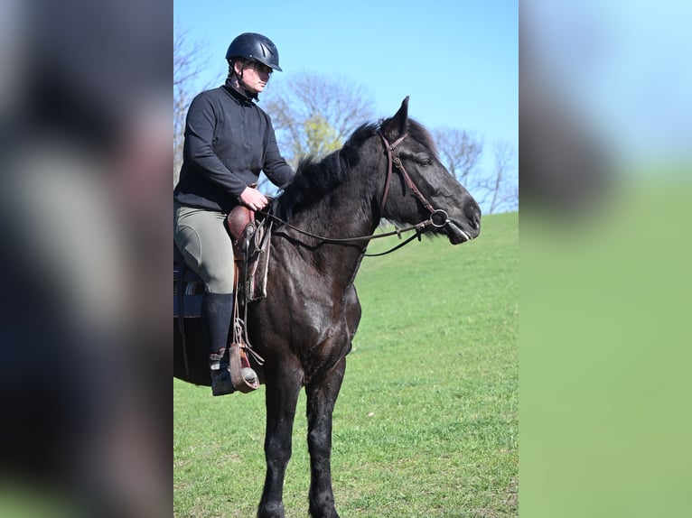 Sangue Caldo Pesante / Meso-brachimorfo Giumenta 5 Anni 160 cm Morello in Liebstadt