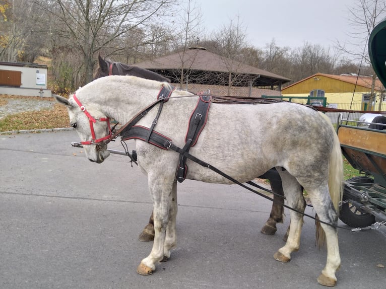Sangue Caldo Pesante / Meso-brachimorfo Giumenta 5 Anni 165 cm Grigio in Kamenz