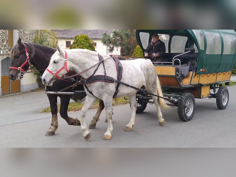 Sangue Caldo Pesante / Meso-brachimorfo Giumenta 5 Anni 165 cm Grigio in Kamenz