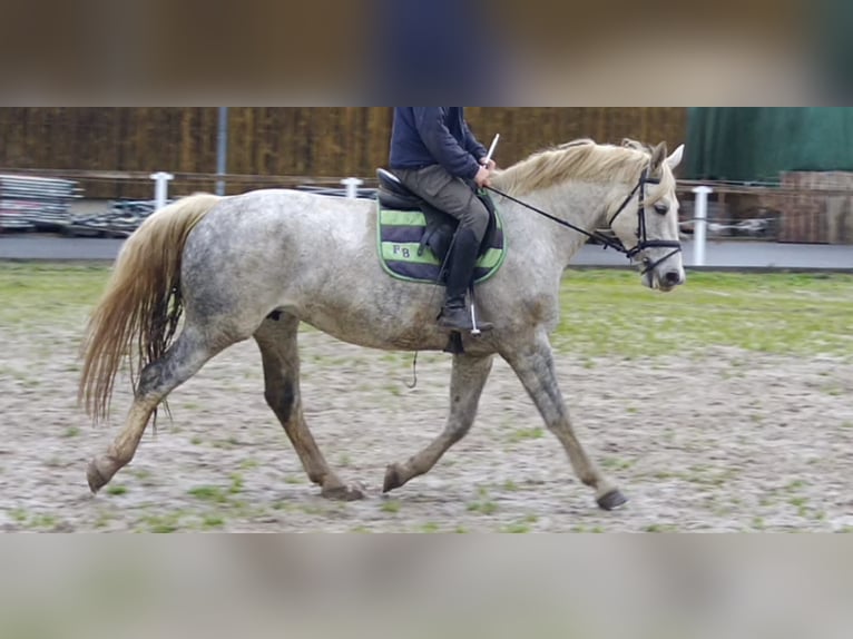 Sangue Caldo Pesante / Meso-brachimorfo Giumenta 5 Anni 165 cm Grigio in Kamenz