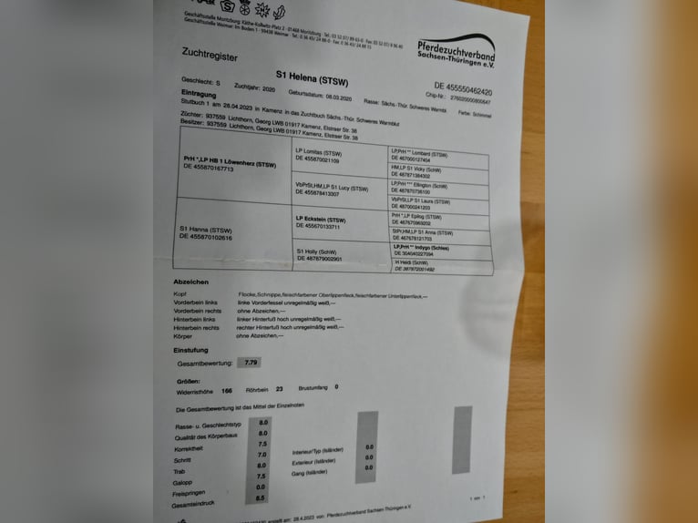 Sangue Caldo Pesante / Meso-brachimorfo Giumenta 5 Anni 166 cm Grigio in Kamenz