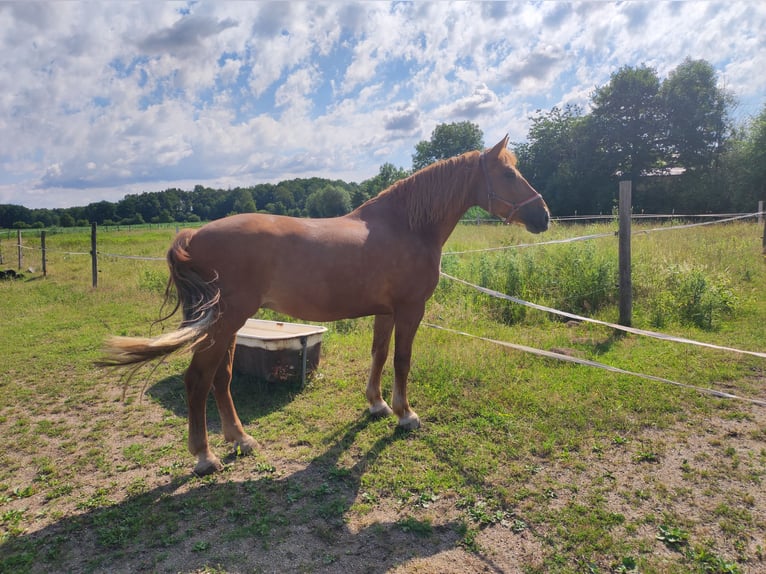 Sangue Caldo Pesante / Meso-brachimorfo Giumenta 6 Anni 168 cm Sauro in Pyrbaum