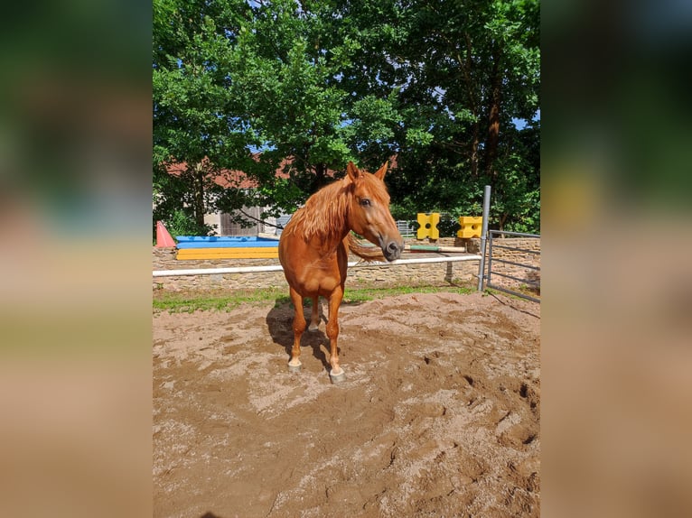 Sangue Caldo Pesante / Meso-brachimorfo Giumenta 6 Anni 168 cm Sauro in Pyrbaum