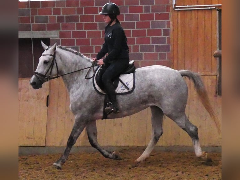 Sangue Caldo Pesante / Meso-brachimorfo Mix Giumenta 7 Anni 160 cm in Dorsten