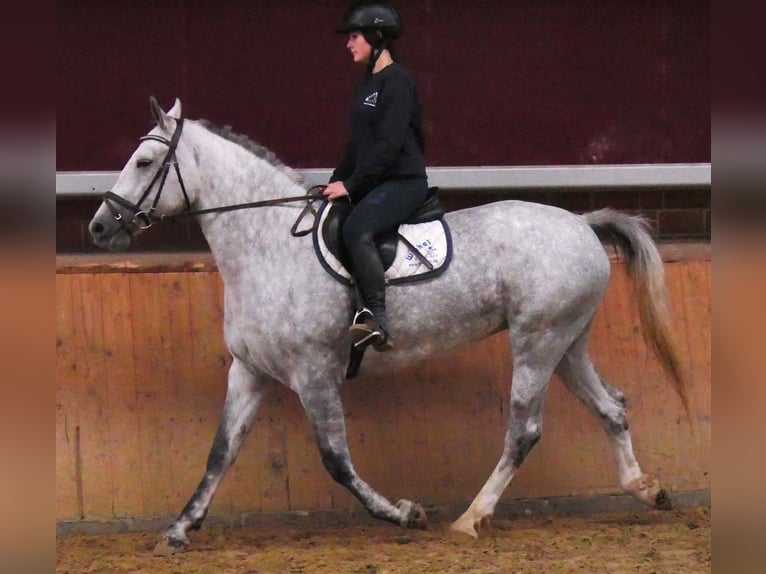 Sangue Caldo Pesante / Meso-brachimorfo Mix Giumenta 7 Anni 160 cm in Dorsten