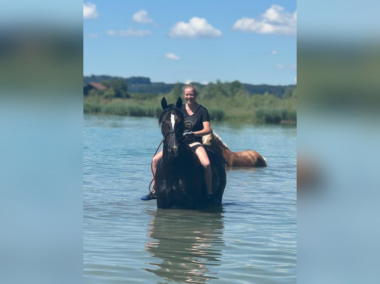 Sangue Caldo Pesante / Meso-brachimorfo Giumenta 7 Anni 162 cm Baio scuro in Griesstätt