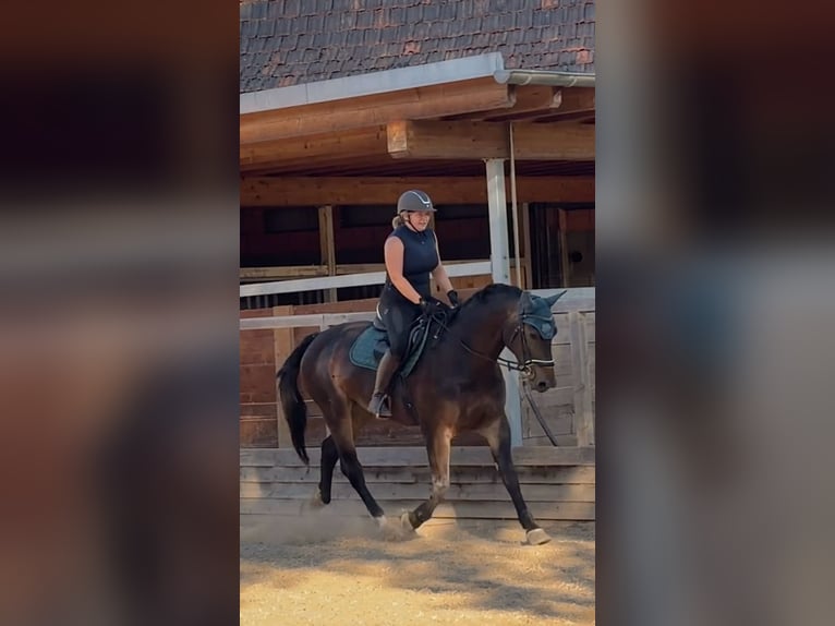 Sangue Caldo Pesante / Meso-brachimorfo Giumenta 7 Anni 170 cm Baio nero in Leuna