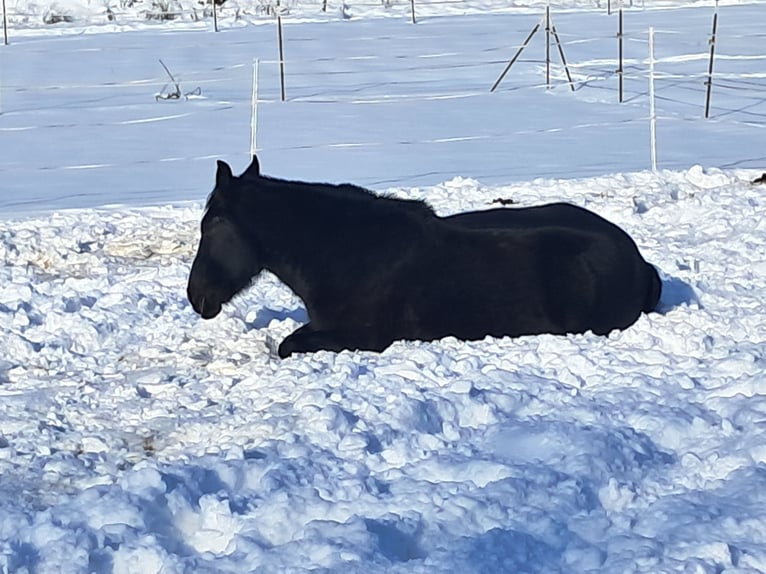 Sangue Caldo Pesante / Meso-brachimorfo Giumenta 8 Anni 155 cm Morello in Euerdorf